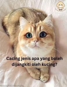 MTP. Drontal Cat Deworm Ubat Cacing Kucing 1 PC/Sebiji Penghapus Cacing Kucing Cat Dewormer