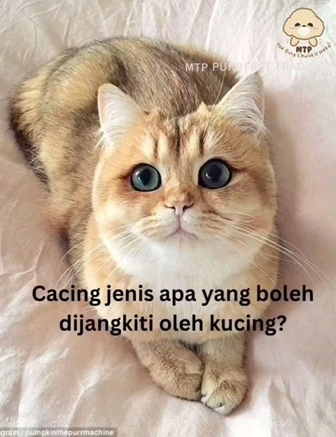 MTP. Drontal Cat Deworm Ubat Cacing Kucing 1 PC/Sebiji Penghapus Cacing Kucing Cat Dewormer