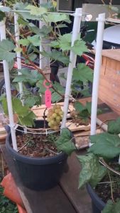 Bibit Tanaman Buah Anggur Import Jenis Livia