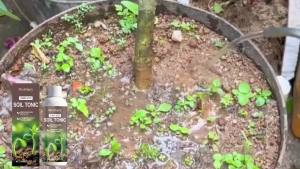Soil Tonic Amendment Improving Soil Fertility Promoting Root Development Increasing Crop Growth Rate Plant Nutrients Fertilizer