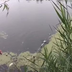 Jaring Kawat Lunak Tiga Lapis & Jaring Ikan Lainnya