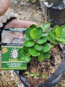 Bibit ficus/beringin dolar mangkok mikro ori