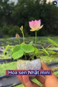 10 Hạt Giống Hoa Sen Nhật Mini Đủ Màu (đã cắt đầu)