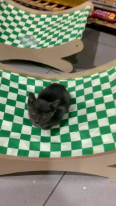 Katil Kayu Haiwan Peliharaan / Breathable Pet Bed / Wooden Pet Sofa