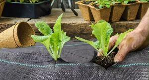 🎁ซื้อ1แถม1🎁พลาสติกคลุมดิน(หนาขึ้น)พลาสติกคลุมวัชพืช ผ้าคลุมหญ้า 1x100 2x100 3x50*พลาสติกคลุมวัชพืช(วัสดุ PP)* กำจัดหญ้า พลาสติกคลุมดิน