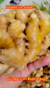 GỪNG TƯƠI RUỘT VÀNG TRỒNG BONSAITHỦY SINHLÀM MỨTTRÀ GỪNGNGUYÊN LIỆU NẤU ĂNNGÂM RƯỢULÀM THUỐC.TỎIHÀNH