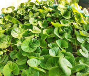 daun pegagan / daun kaki kuda fresh 300 gram