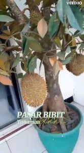 Bibit Durian Musang King/Raja Kunyit (D197) 40 Cm - 50 Cm