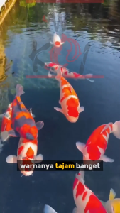 Pakan Ikan Koi Mizuho Size M Repack 500gr |- High Quality Floating Food Asli Jepang