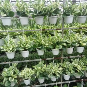 CÂY TRƯỜNG SINH CẨM THẠCH CÁI MƠN.CÂY BẤT TỬ.CÂY DIỆP SINH CĂN CẨM THẠCH CÂY LÁ BỎNG CẨM THẠCH KIỂNG MINI.KIỂNG TREO. MANG LẠI MAY MẮN & SỨC SỐNG CHO KHÔNG GIAN CỦA BẠN