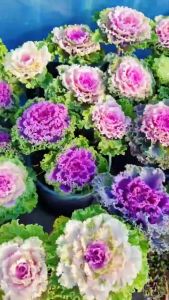 Hạt giống Hoa Bắp cải mix màu dể trồng/Gói 30 hạt-gieo trồng quanh năm