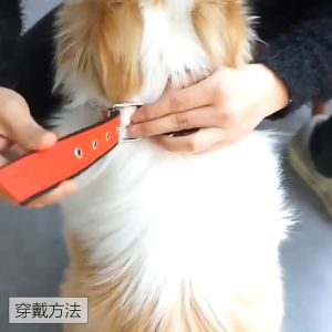 Kolar anjing Kolar binatang  Pet Collar Dog Collars Puppy Comfortable Adjustable Kolar Haiwan Nylon Strap 4 Colors Solid