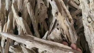 Trầm hương miếng xông nhà trầm Dó Xí Việt Nam tự nhiên cao cấp Hùng Dung trầm đã tỉa sạch hầu sạch mùi thơm thu hút vượng khí