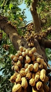 Bibit Buah Unggul Kacang Pohon 🌱 Memiliki Daging Tebal Rasa Manis Dengan Biji Kecil Hasil Okulasi Dijamin Cepat Sudah Bisa Berbuah Dalam Pot Pemesanan Bisa BAYAR DI TEMPAT