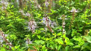 [Local Delivery] EXP2028 Misai Kucing Tea (60 tea bags) 猫须茶 Cats Whiskers Tea 1-3 box