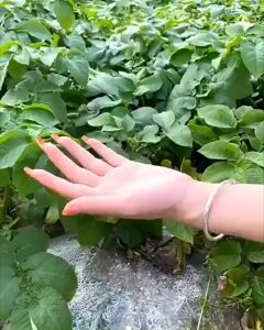 50 Pcs 8-Shaped Buckle Ring Plant Clip | Klip Pengikat Batang Tanaman Ring Bentuk 8