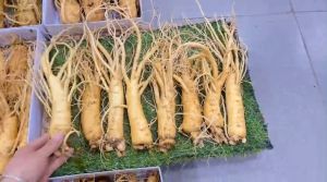 1Kg Sâm Tưoi Hàn Quốc + Tặng 1 lít Mật Ong Rừng Về Ngâm Thượng Hạ Cho Sức Khoẻ Hằng Ngày - Tin Sâm