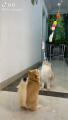 V-0006 Cat Toys - Hanging Teaser Interactive Cat Toys/Cat Teaser. 