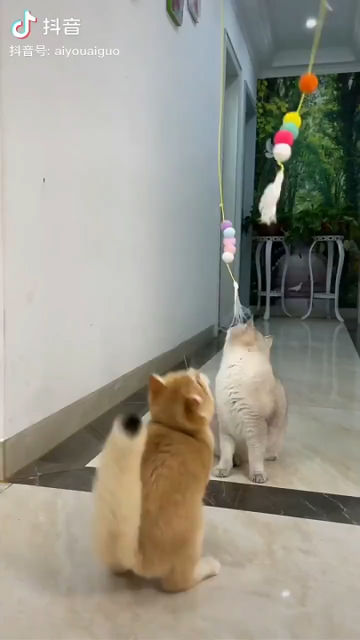 V-0006 Cat Toys - Hanging Teaser Interactive Cat Toys/Cat Teaser