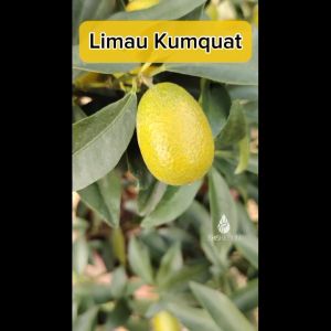 Pokok Buah Limau Kumquat Besar Large Citrus Japonica Plant Live Plant SHS Kebun