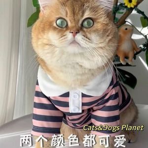 Kitty Clothes Dog Fall and Winter Anti-Lint Muppet British Shorthair Gold Gradually Layer Pet Clothes Heattech Stripes Thin Sweatshirt