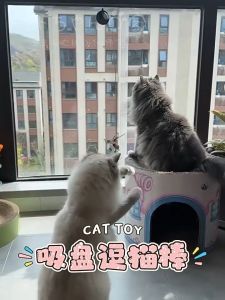 Cute Q cat teaser stick cat toys for cats permainan kucing  mainan kucing set murah  kucing mainan With Suction Cup  逗猫棒