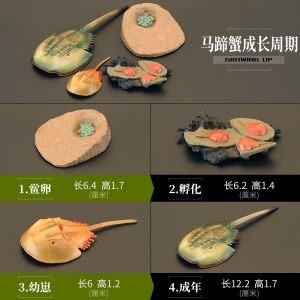 Kids Artificial Ocean Animal Toys Crawling Animal Toy Model Horseshoe Crab Cognitive Gift Ornaments