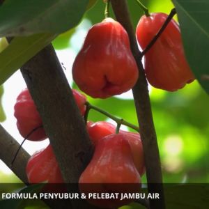 Pupuk Pelebat Buah Jambu Air / Obat Pupuk Penyubur Tanaman Buah Jambu Air / Pembesar Buah Jambu Air