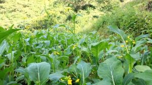 SULIT PACK! FLOWERING PECHAY/CHOY-SUM/CHINESE PECHAY (70 PCS SEEDS) - FOR BACKYARD/FARMING/HIGH GERMINATION RATE