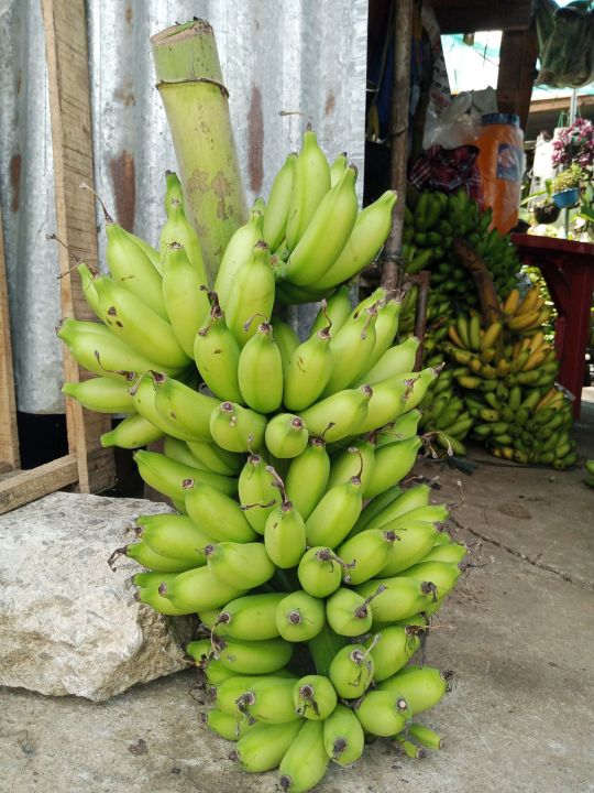 Saging Senyorita Big size | Lazada PH