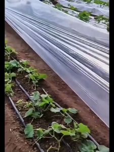 พลาสติกโรงเรือน พลาสติกใส พลาสติกPE พลาสติกคลุมโรงเรือน พลาสติกคลุมโรง กรีนเฮ้าส์ พลาสติกPE (เกรด A) หนา 120 / 150/200 ไมครอน uv 7% เหมาะสำหรับงานกันซึมหลังคาเรือนกระจก กันสาดอาคาร