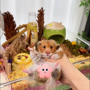 Nhà sứ dừa chén sứ phao vịt đế nước cây dừa phiên bản mùa hè hawaii dành cho hamster - T3 PETS SHOP