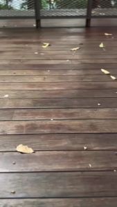 Eagle FURY Running LifeStyle Shoes - Sepatu Running Lifestyle Pria Wanita Eagle