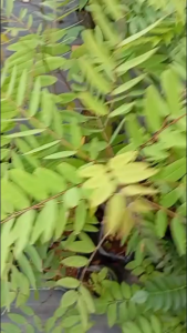 Anak pokok Johar/juhar /juar/ khae-lek - Senna siamea tanaman garden seeds