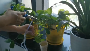 2Ml 5Ml Alat Suntik Hewan Ternak Otomatis Vaksin Unggas Ayam Petelur Broiler Unggas Bebek Kambing Sapi Domba Babi Kapasitas