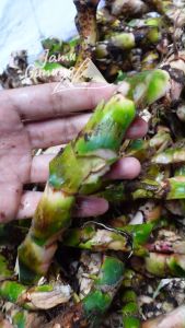 Jeringau Dringo & Dlingo Segar - Obat Sawan Anak