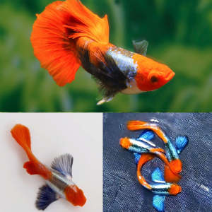 🦋Redhead Water Butterfly🦋 Platinum Koi Dumbo Big Ear Guppy Fish Pair (PREMIUM TOP GRADE)