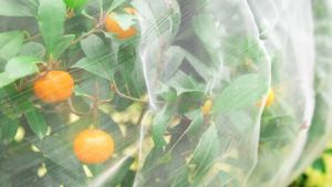 3*10m Garden Insect Screen Plant Covers for Protect Vegetable Plants Fruits Flowers Crops