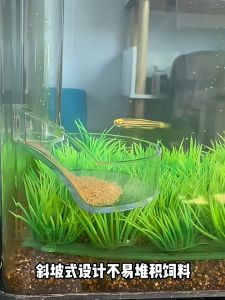 Bộ ống và máng cho cá ăn tiện lợi trong suốt Nepall (full đồ)