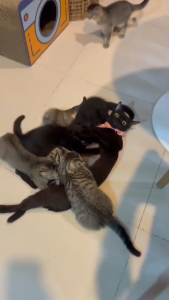 Frontguard Plus หมัดและเห็บ สำหรับแมวและลูกแมว คุ้มค่า พร้อมส่ง