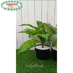 Tanaman Hias Daun Aglonema Romeo X12 Semi Latex Artificial Pot Dasar HItam Plastik Dekorasi Ruangan Pajangan Aesthetic Ruang Tamu