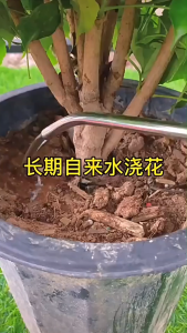 【Wholesale Price】Soil activator hydroponics for watering flowers black water plant fertilizer 200g