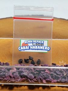 Benih Cabai Habanero Unggulan berkualitas Biji Bibit repack cabe orange pedas sambal sambel hydroponik hidroponik tanaman berbiji pot