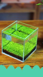 "Hoàn tiền đến 10%" HẠT GIỐNG THỦY SINH TRÂN CHÂU LÁ LỚN 10g