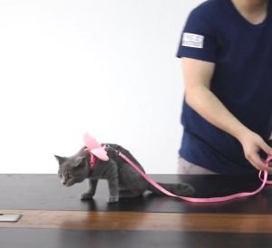 Bộ dây dắt Chó Mèo và thỏ kèm yếm bằng vải trơn đôi cánh thiên thần - Love Pets Shop