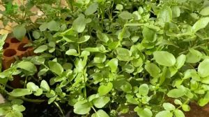 Hạt giống Xà Lách Xoong RADO 704 Túi 1g(~1500 hạt) Giàu dinh dưỡng | Hạt giống Rạng Đông