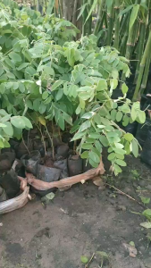 ต้นกัลปพฤษ เพาะเมล็ด แพ๊ค10ต้น250บาท พร้อมปลูก