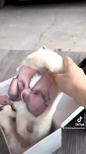 รองเท้าแตะขนปุยโบว์แฟชั่นน่ารักใหม่ รองเท้าแตะขนปุย เวอร์ชั่นเกาหลีใหม่ ขนหนานุ่ม สวมใส่สบาย ระบายอากาศได้ดี ออกแบบสวยดูแพง