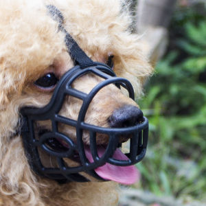 ปากสุนัขขนาดใหญ่ Anti-Bite หน้ากากสัตว์เลี้ยงสั้น-Muzzled Teddy ลดเสียงรบกวนน้ําดื่มป้องกัน Mess Eating