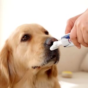 Bioline Pet Dental Care Set Pet Toothbrush With Toothpaste Set